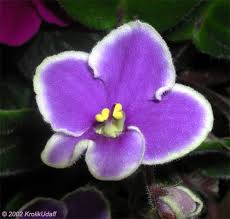 Image result for Saintpaulia ionantha Culitvar