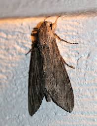 Attēlu rezultāti vaicājumam “Sphingidae”