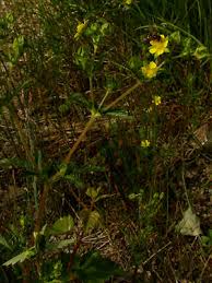 Attēlu rezultāti vaicājumam “Potentilla norvegica flower”