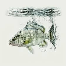 Image result for Morone chrysops