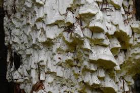 Attēlu rezultāti vaicājumam “Antrodia xantha”