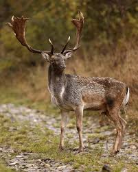 Attēlu rezultāti vaicājumam “Dama dama”