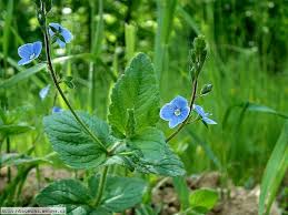 Attēlu rezultāti vaicājumam “Veronica chamaedrys leaf”
