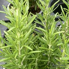 Image result for Rosmarin