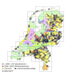 Attēlu rezultāti vaicājumam “Polytrichum commune var. perigoniale”