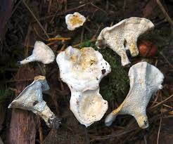 Attēlu rezultāti vaicājumam “Sistotrema confluens”