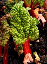 Attēlu rezultāti vaicājumam “Rheum rhabarbarum leaf”