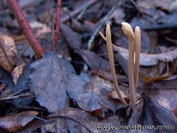 Attēlu rezultāti vaicājumam “Macrotyphula fistulosa”