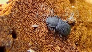 Attēlu rezultāti vaicājumam “Bolitophagus reticulatus”