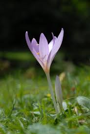 Attēlu rezultāti vaicājumam “Colchicum autumnale”