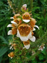 Image result for Digitalis lanata