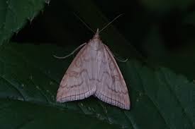 Attēlu rezultāti vaicājumam “Udea lutealis”