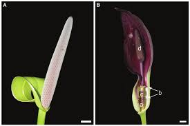 Attēlu rezultāti vaicājumam “Araceae”