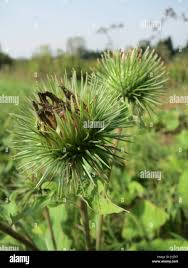 Attēlu rezultāti vaicājumam “Arctium tomentosum fruit”