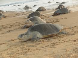 Image result for Lepidochelys olivacea