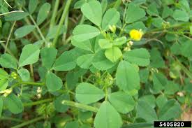 Attēlu rezultāti vaicājumam “Medicago”