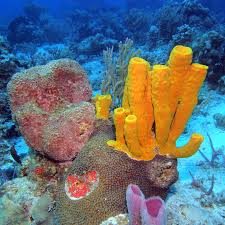 Attēlu rezultāti vaicājumam “Tubifera applanata sessile”