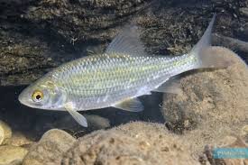 Image result for Rutilus heckelii