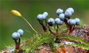 Attēlu rezultāti vaicājumam “Cribraria argillacea macro”