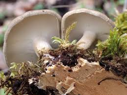 Attēlu rezultāti vaicājumam “Polyporus ciliatus”