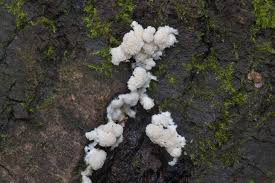 Attēlu rezultāti vaicājumam “Junghuhnia pseudozilingiana”