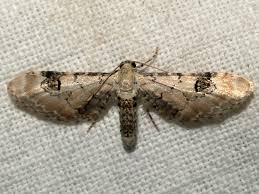 Attēlu rezultāti vaicājumam “Eupithecia centaureata”