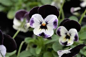 Image result for Viola cornuta