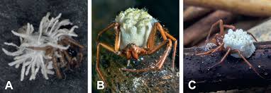Attēlu rezultāti vaicājumam “Torrubiella arachnophila”