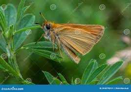 Attēlu rezultāti vaicājumam “Ochlodes sylvanus female”