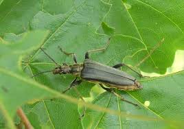 Attēlu rezultāti vaicājumam “Stenocorus meridianus”