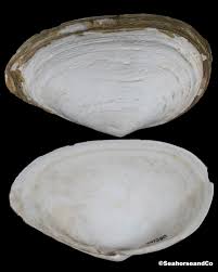 Attēlu rezultāti vaicājumam “Mya arenaria”