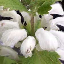 Attēlu rezultāti vaicājumam “Lamium album flower”