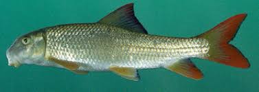 Image result for Moxostoma carinatum