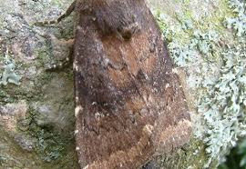 Attēlu rezultāti vaicājumam “Rusina ferruginea”