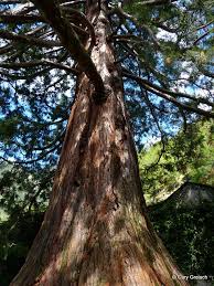 Image result for Mammutbaum