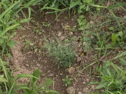 Attēlu rezultāti vaicājumam “Microrrhinum minus leaf”