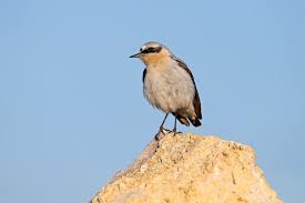 Attēlu rezultāti vaicājumam “Oenanthe oenanthe male”