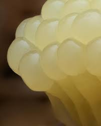 Attēlu rezultāti vaicājumam “Stemonitis flavogenita macro”