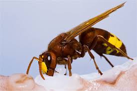 Attēlu rezultāti vaicājumam “Vespa crabro”