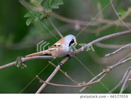 Attēlu rezultāti vaicājumam “Panurus biarmicus”