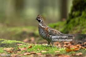 Attēlu rezultāti vaicājumam “Tetrastes bonasia female”