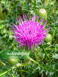 Attēlu rezultāti vaicājumam “Cirsium acaule flower”