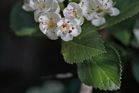 Attēlu rezultāti vaicājumam “Crataegus macracantha flower”