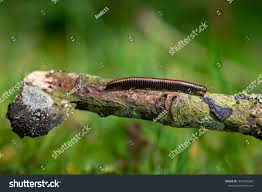 Attēlu rezultāti vaicājumam “Ommatoiulus sabulosus aimatopodus”