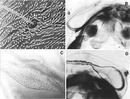 Attēlu rezultāti vaicājumam “Alloeotomus sp.”
