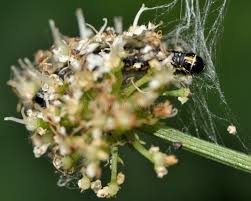 Attēlu rezultāti vaicājumam “Depressariidae”