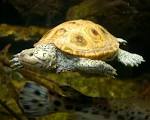 U.S. Fish and Wildlife Service - CITES CoP16 Diamondback TERRAPINs