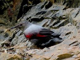 Image result for Tichodroma muraria