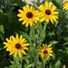 Attēlu rezultāti vaicājumam “Rudbeckia hirta var. pulcherrima flower”