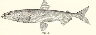 Image result for Osmerus mordax